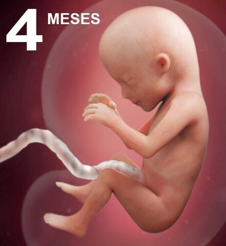 Desarrollo Mes a Mes