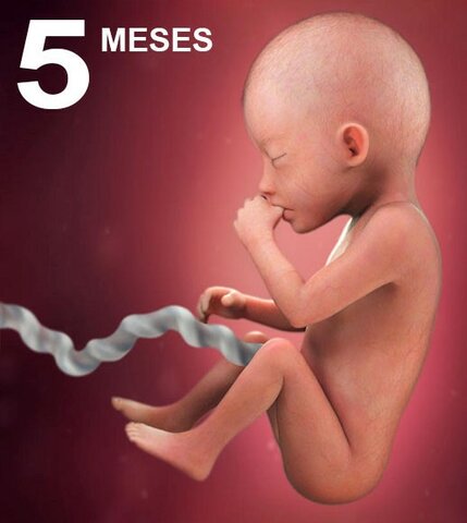 Desarrollo Mes a Mes