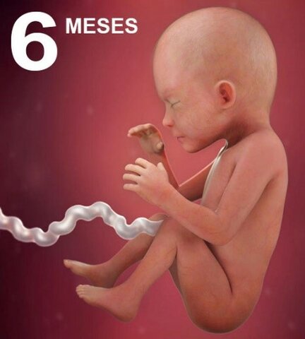 Desarrollo Mes a Mes