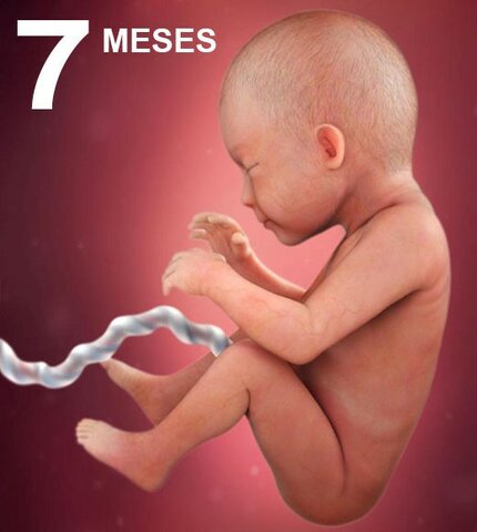 Desarrollo Mes a Mes