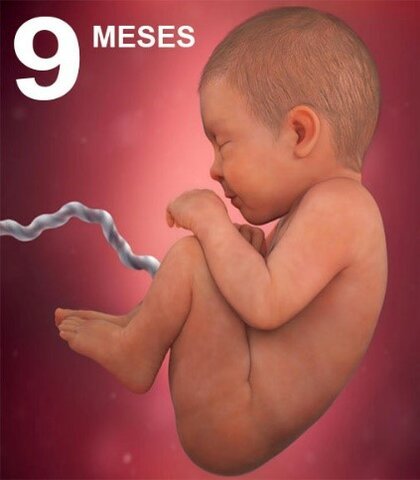 Desarrollo Mes a Mes