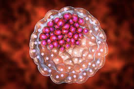 Periodo Germinal (2da semana)