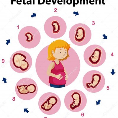 Timeline: Desarrollo Prenatal
