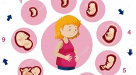 Timeline: Desarrollo Prenatal