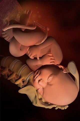 Periodo Fetal (26-38 Semanas)