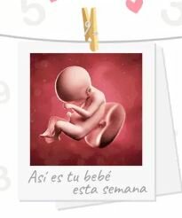 Semana 24