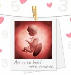 Semana 28