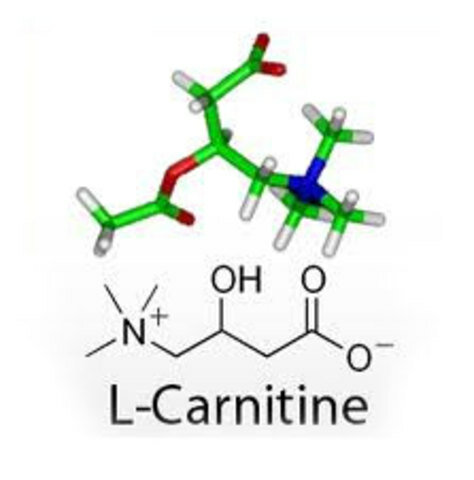 Sintetización de la enzima L-Carnitina.
