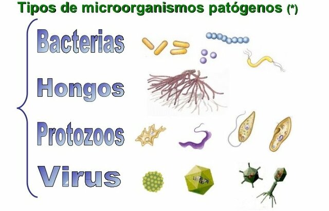 "Los microbios patógenos"
