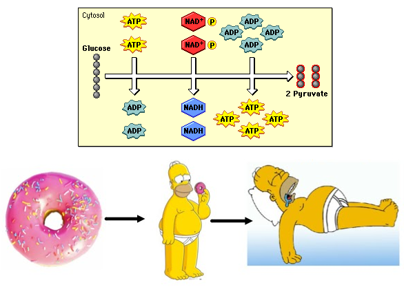 Gustav Embden y Otto Meyerhof
