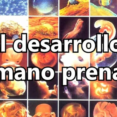 Timeline: Etapas del Desarrollo Pre-Natal