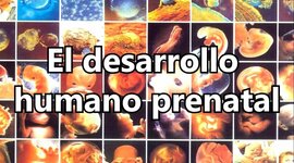 Timeline: Etapas del Desarrollo Pre-Natal