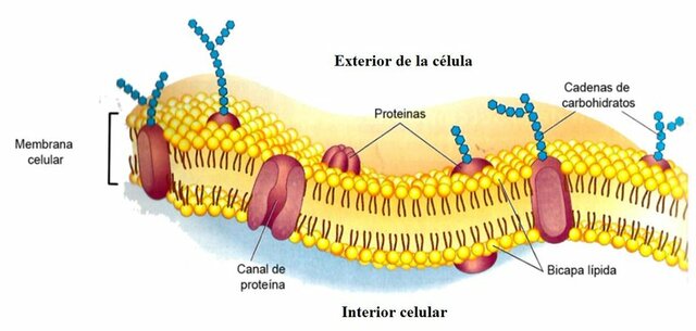 S. J. Singer y G. L. Nicolson