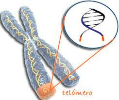 Elizabeth Blackburn y Carol Greider