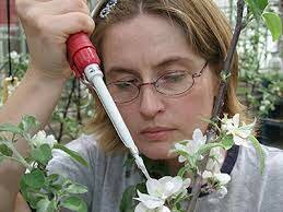 LA TRIADA DE ENFERMEDAD EN LA FITOPATOLOGIA