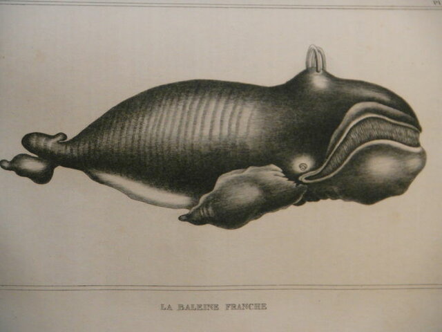 Bernard Germain de Lacépède prédit un massacre