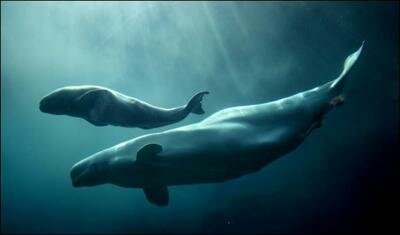 Abolition des quotas par pays