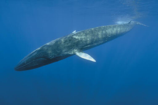 Nouvelle Procédure de Gestion