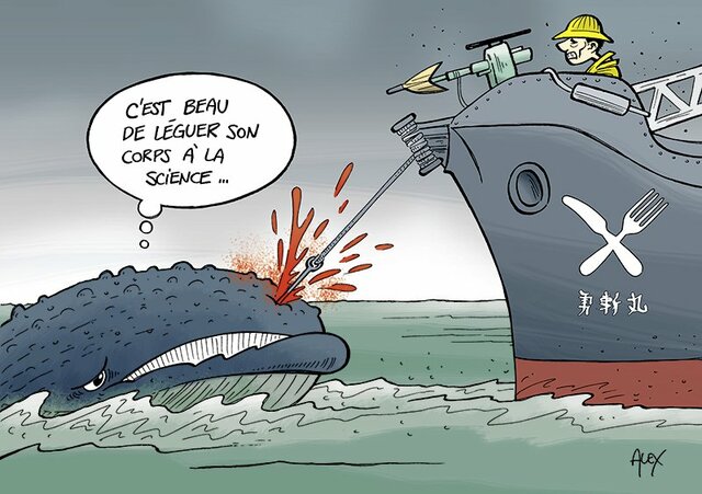 Japon commence programme de recherche scientifique (JARPA)