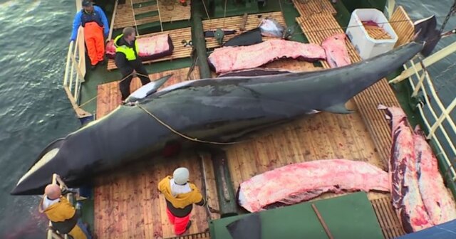 Norvège reprend la chase à la baleine commericale