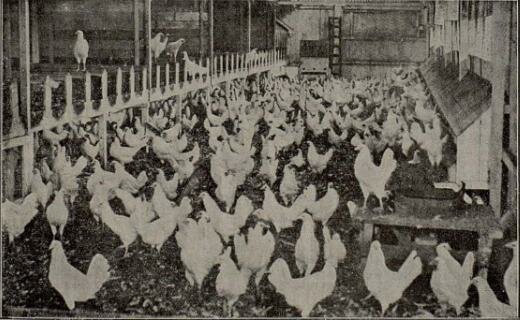 Ley Obligatoria de Aves y Productos Avícolas