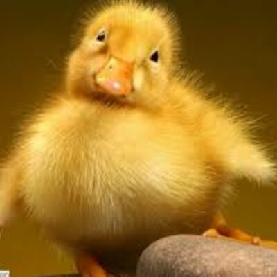 Timeline: US History 1 review