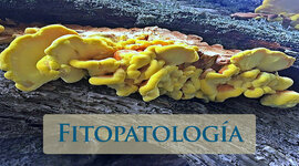 Timeline: paralelismo entre la Medicina y la Fitopatología