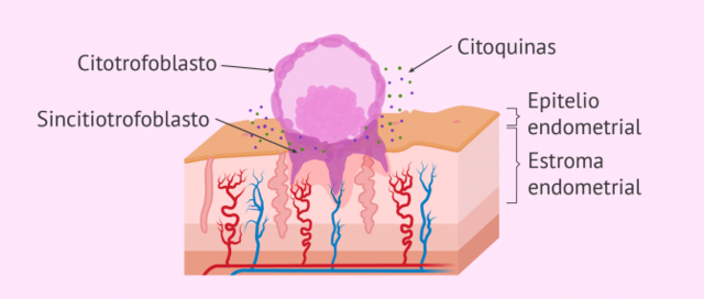 Periodo Germinal: segunda semana
