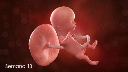 Período Fetal: novena a decimo tercera semana