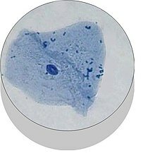 Aparición de las Eucariotas