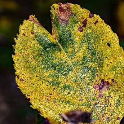 Timeline: FITOPATOLOGIA