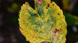 Timeline: FITOPATOLOGIA