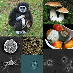 Aparición de los Animales (Opisthokonta)