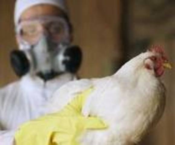 New Bird Flu Detected in Nigeria