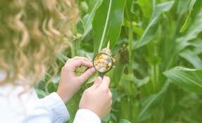 HISTORIA DE LA FITOPATOLOGIA