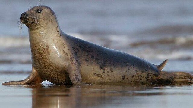 Caso Pacific Sur Seals