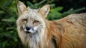 Convencion para asegurar diversas especies animales en estado salvaje de Africa