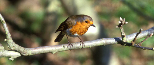 Convencion para la Proteccion de Aves Utiles para la Agricultura