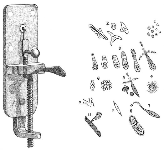Antonio van Leeuwenhoek descubrió de los microbios en el agua.