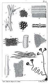 H. Dutrochet, observó al microscopio porciones de plantas y animales. Propuso que éstas se encontraban formadas por células