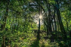 La Asamblea General profirió la Carta Mundial de la Naturaleza,