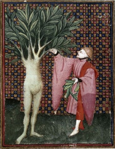 LA ENFERMEDAD Y LA SUPERSTICIÓN