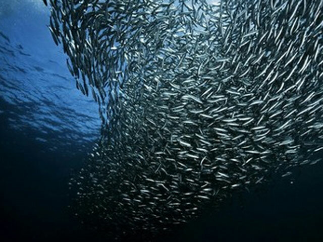 Suscripcion de acuerdos sobre poblaciones de peces