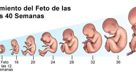 Timeline: Desarrollo Prenatal