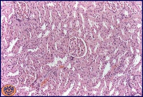 Joseph von Gerlach es considerado el fundador de las tinciones histológicas al preparar un colorante a base de carmín.