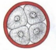 Viaje del cigoto fusionado hacia el útero