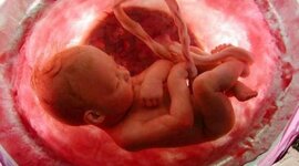 Timeline: DESARROLLO PRENATAL,