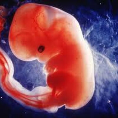 Timeline: DESARROLLO PRENATAL