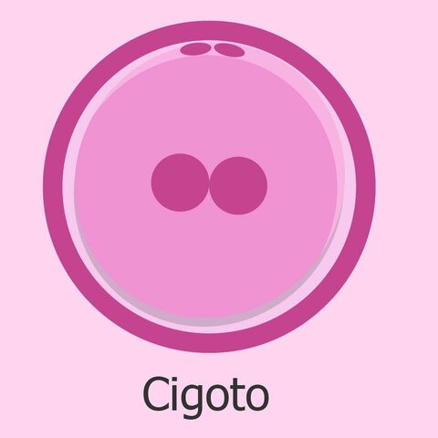 CIGOTO