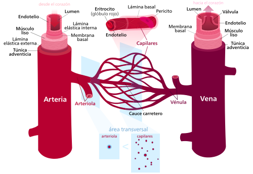 SEMANA 5 VASOS SANGUÍNEOS